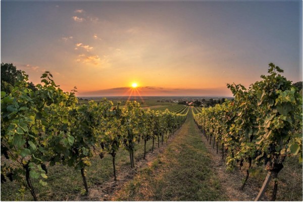 img_1-2 Online Weinverkostung Thermenregion Weingut Schlager by Montee.jpg